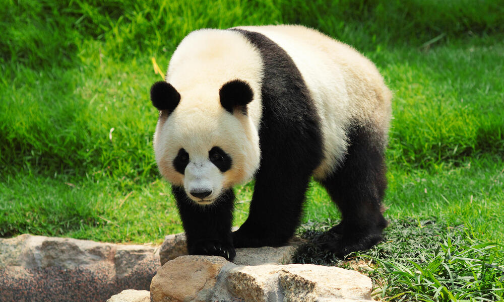 Giant Panda: Taxonomy, Characteristic, Habitat, Behavior, & Social